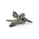 Gamers Grass - Black Magic Taro | Laser Plants