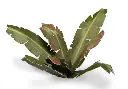 Gamers Grass - Banana Tree | Laser Plants