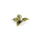 Gamers Grass - Plantain Lily | Laser Plants