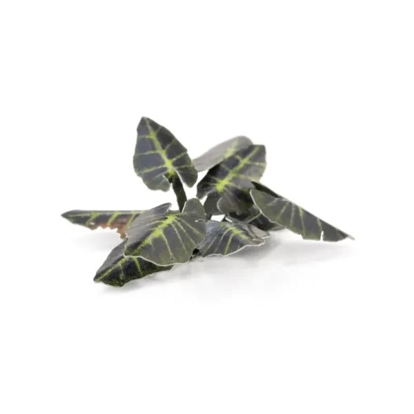 Gamers Grass - Black Magic Taro | Laser Plants