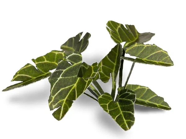 Gamers Grass - Elephant Ear | Laser Plants
