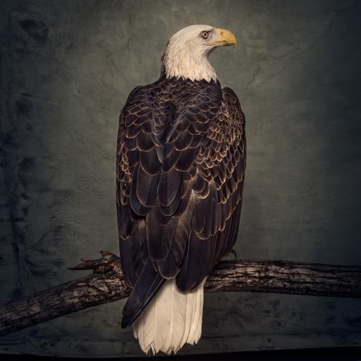 [WM67] Book Of Bad Decisions (2LP)