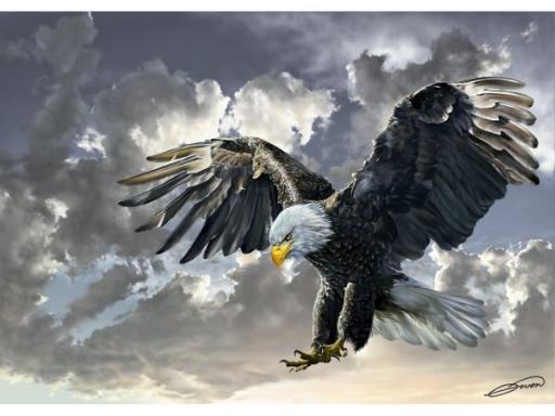 [8697950841672] Bald Eagle (500pc puzzle)