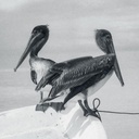 Blink And You Miss It (CD)