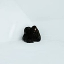 Hiss Spun (CD)
