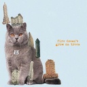 Fire Doesn’t Grow On Trees (CD)